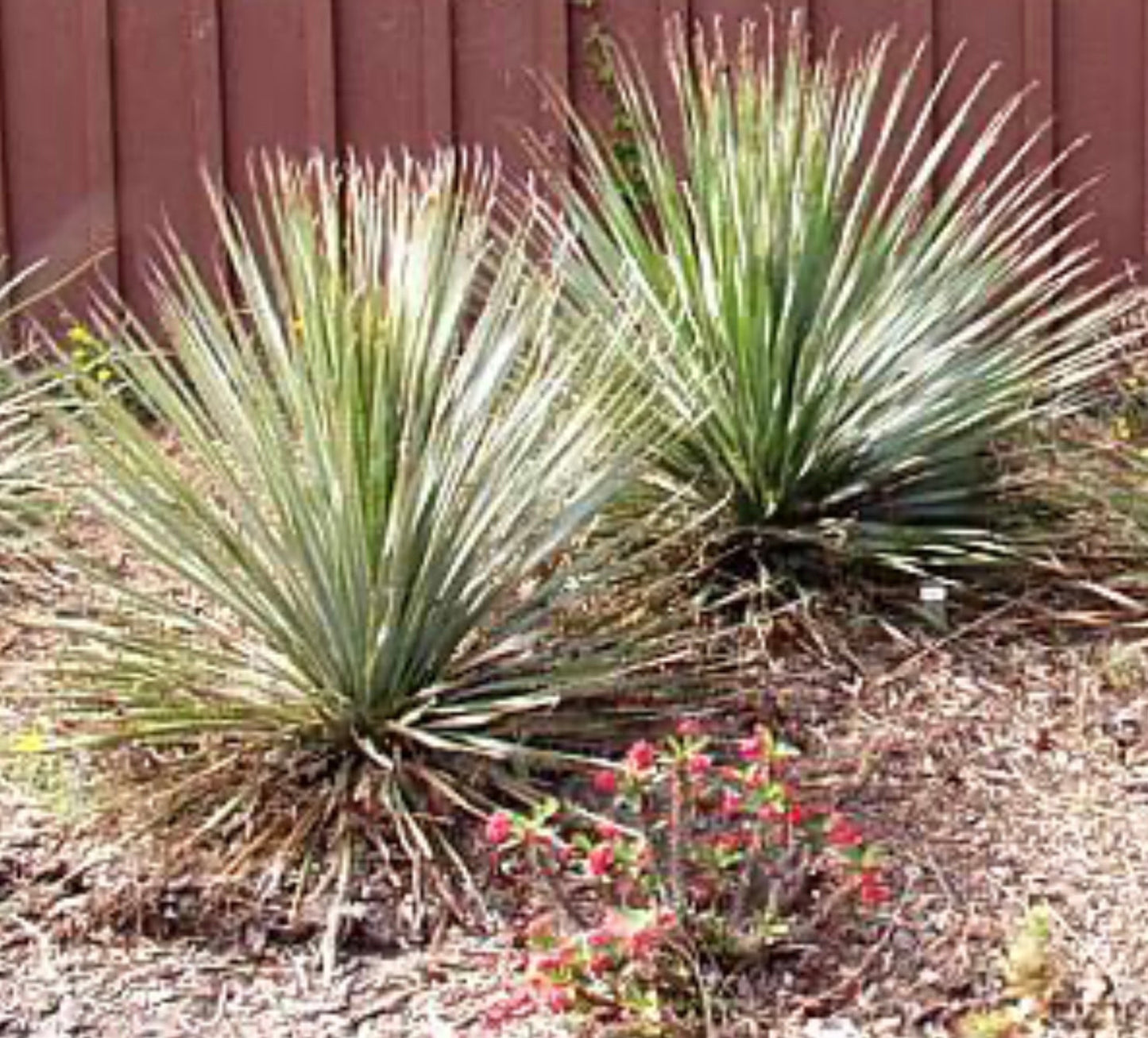 Spoon Yucca (1 Gal.)