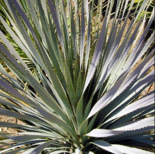 Spoon Yucca (1 Gal.)