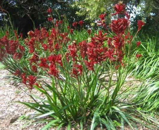 'Big Red' Red Kangaroo Paw (1 Gal.)