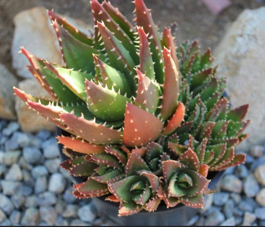 Aloe nobilis Gold-Tooth Aloe Plant One Gallon Size