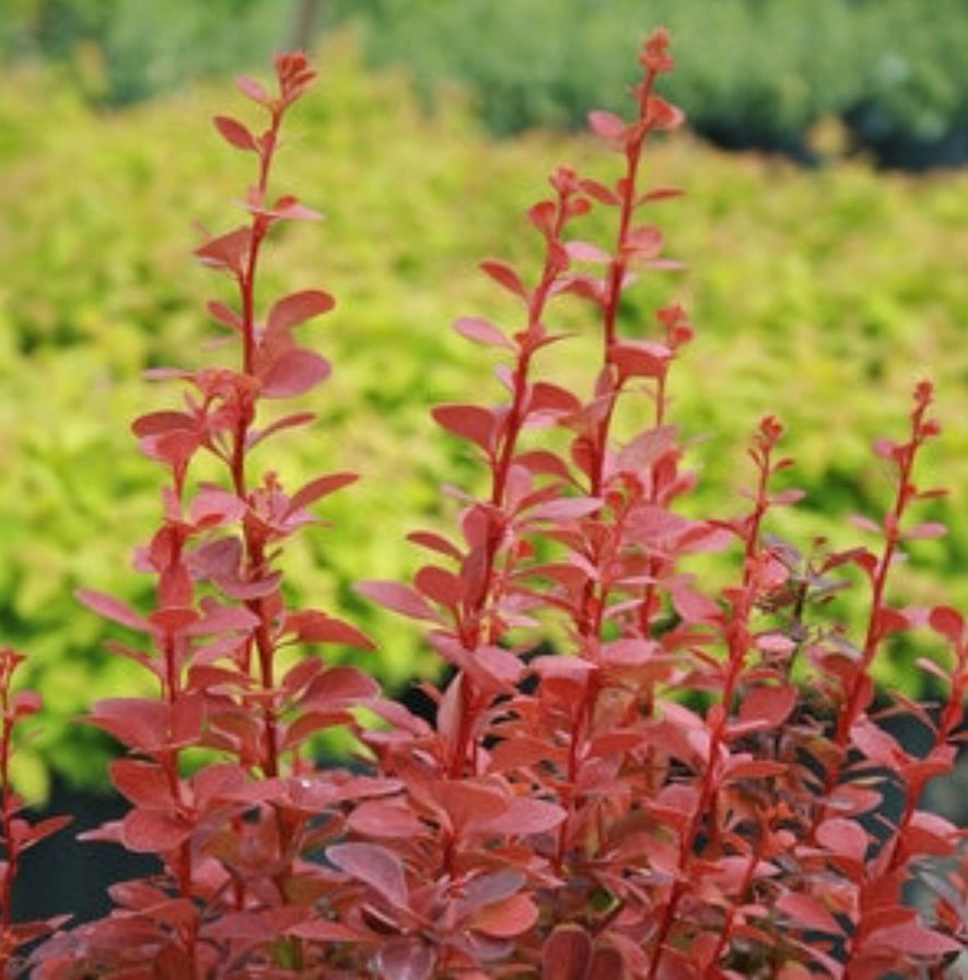 Orange Rocket Barberry Plant