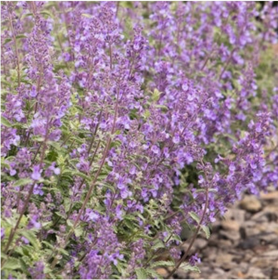 Walkers Low Catmint