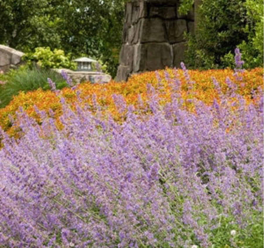 Walkers Low Catmint