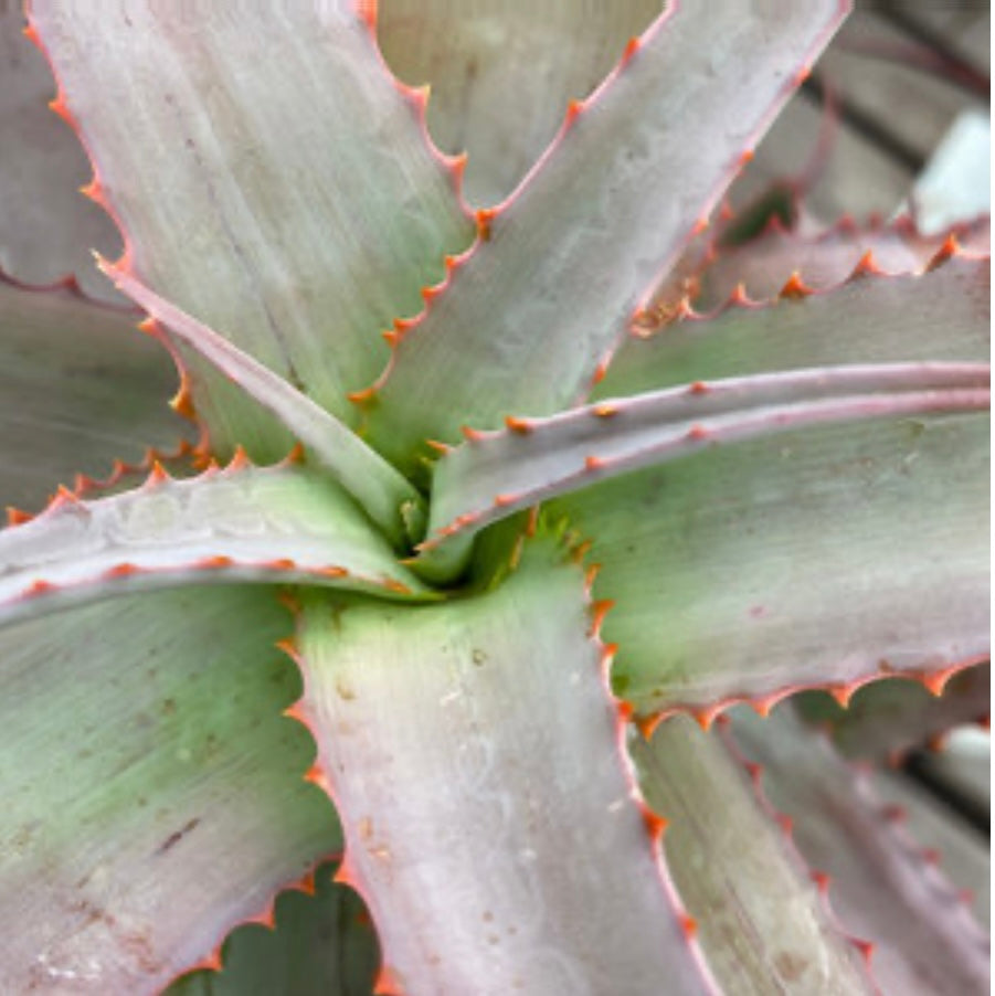 Blue Aloe