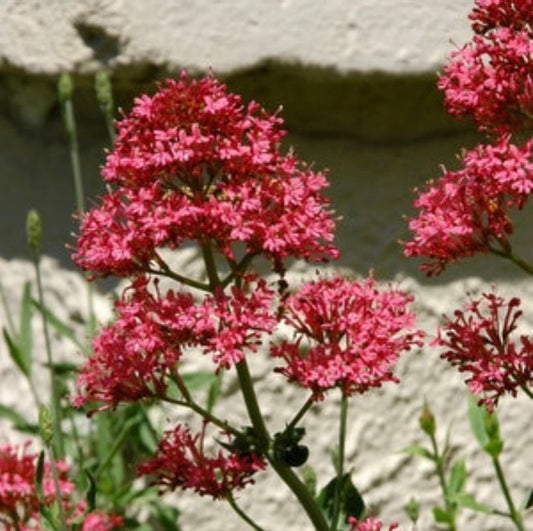 Red Valerian (1 Gal.)