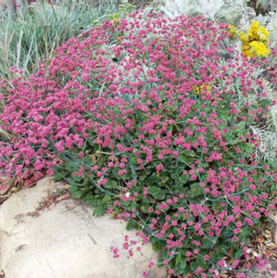 San Miguel Island Buckwheat (1 Gal.)