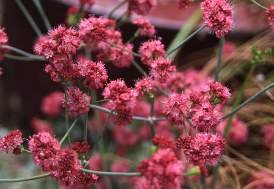 San Miguel Island Buckwheat (1 Gal.)