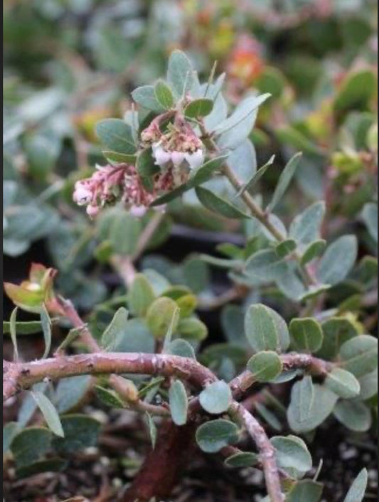 Arctostaphylos X John Dourley Manzanita (1 Gal.)