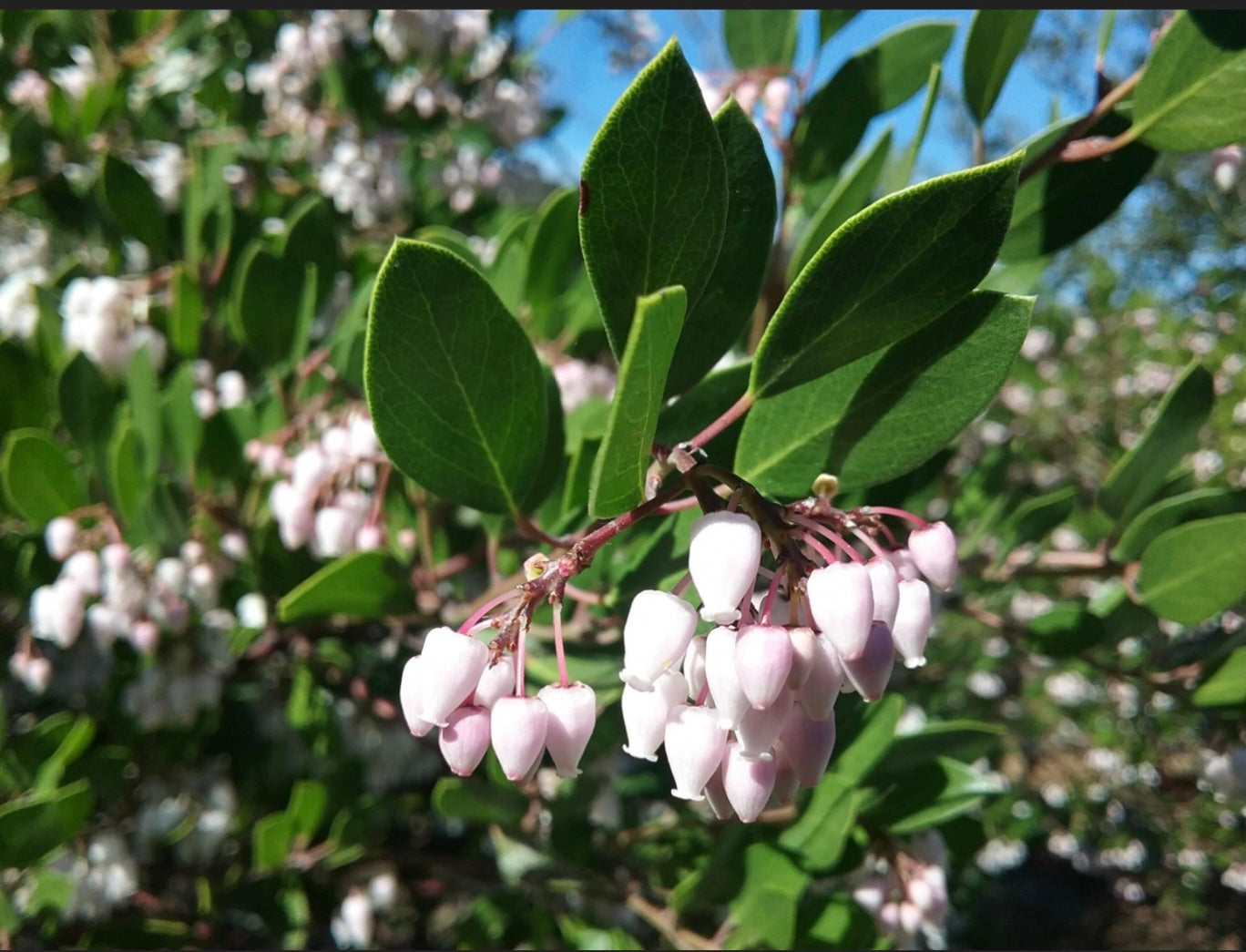 McMinn Manzanita (1 Gal.)