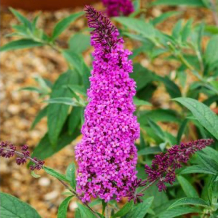 Buddleia Purple Butterfly Bush (1 Gal.)