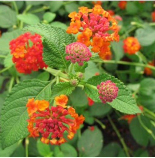 Lantana ‘Camara Dallas Red’ (1 Gal.)