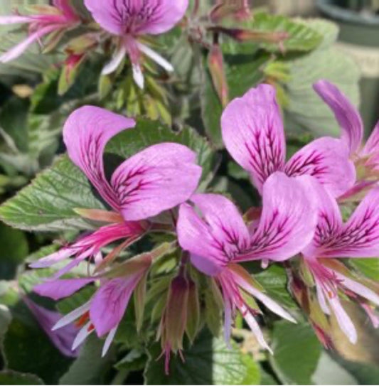 Heart-Leaved Geranium