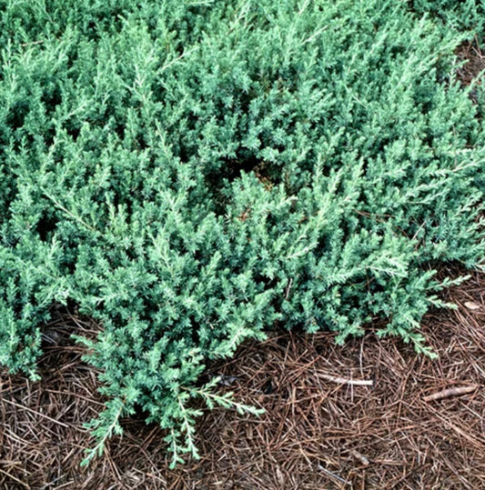 Shore Juniper (1 Gal.)