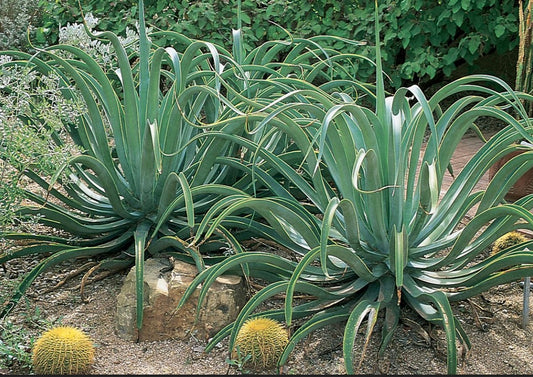 Octopus Agave (1 Gal.)