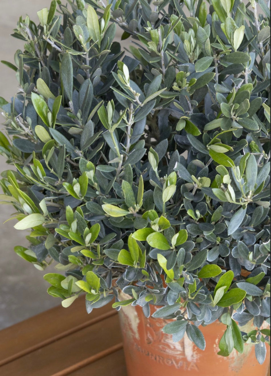 Dwarf Olive Plant