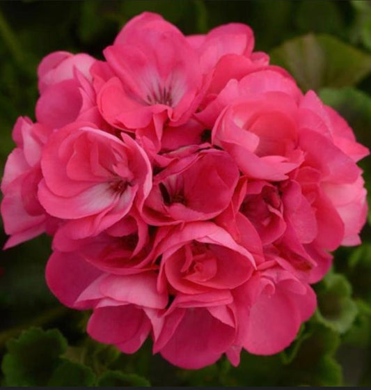 Zonal Geranium Plant