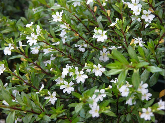 ‘White Whispers’ Mexican Heather (1 Gal.)