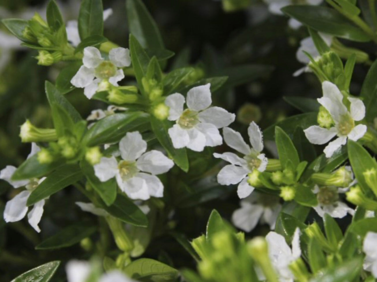 ‘White Whispers’ Mexican Heather (1 Gal.)