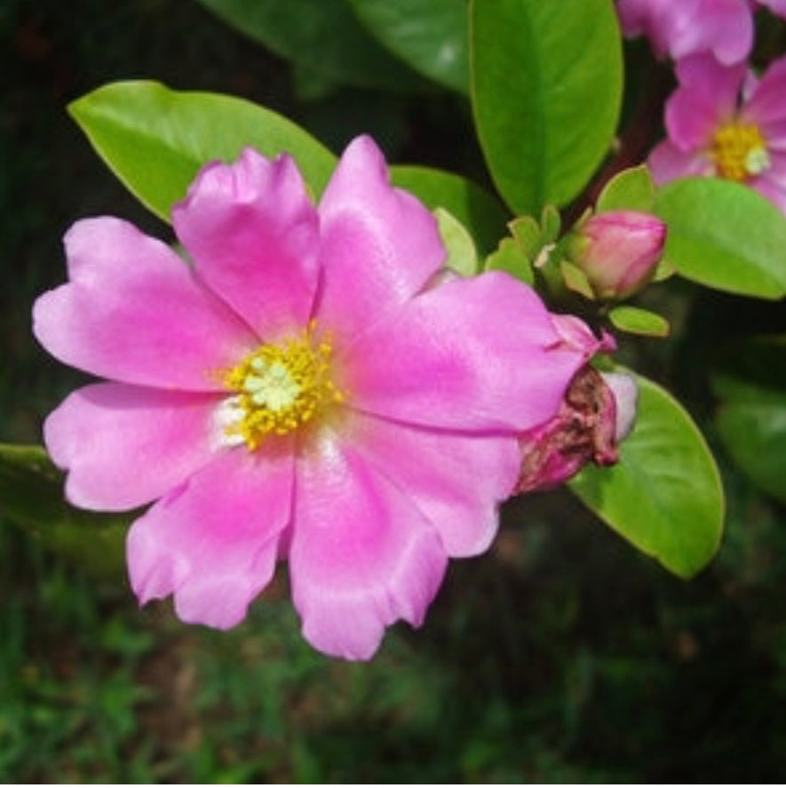 Rose Cactus Plant (1 Gal.)