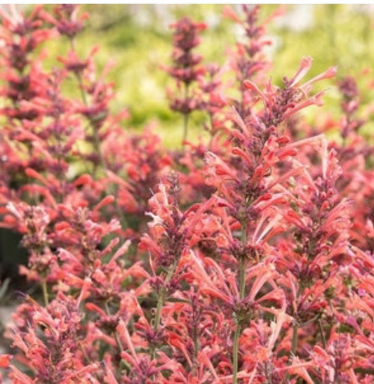 Coral Hyssop (1 Gal.)