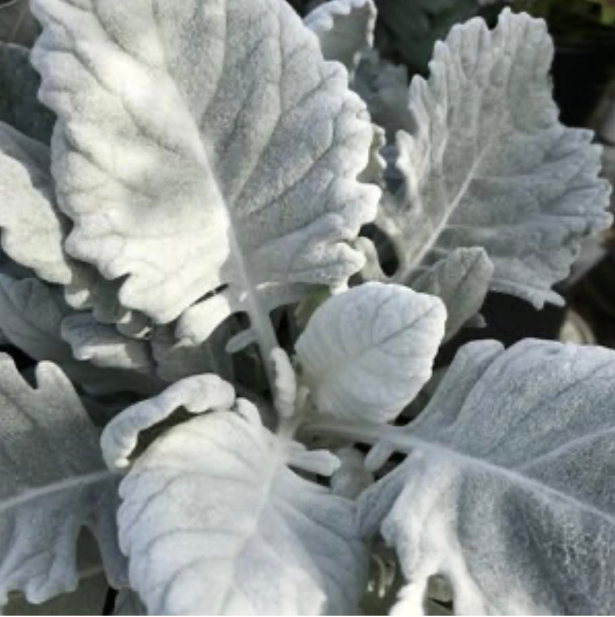 Dusty Miller (1 Gal.)