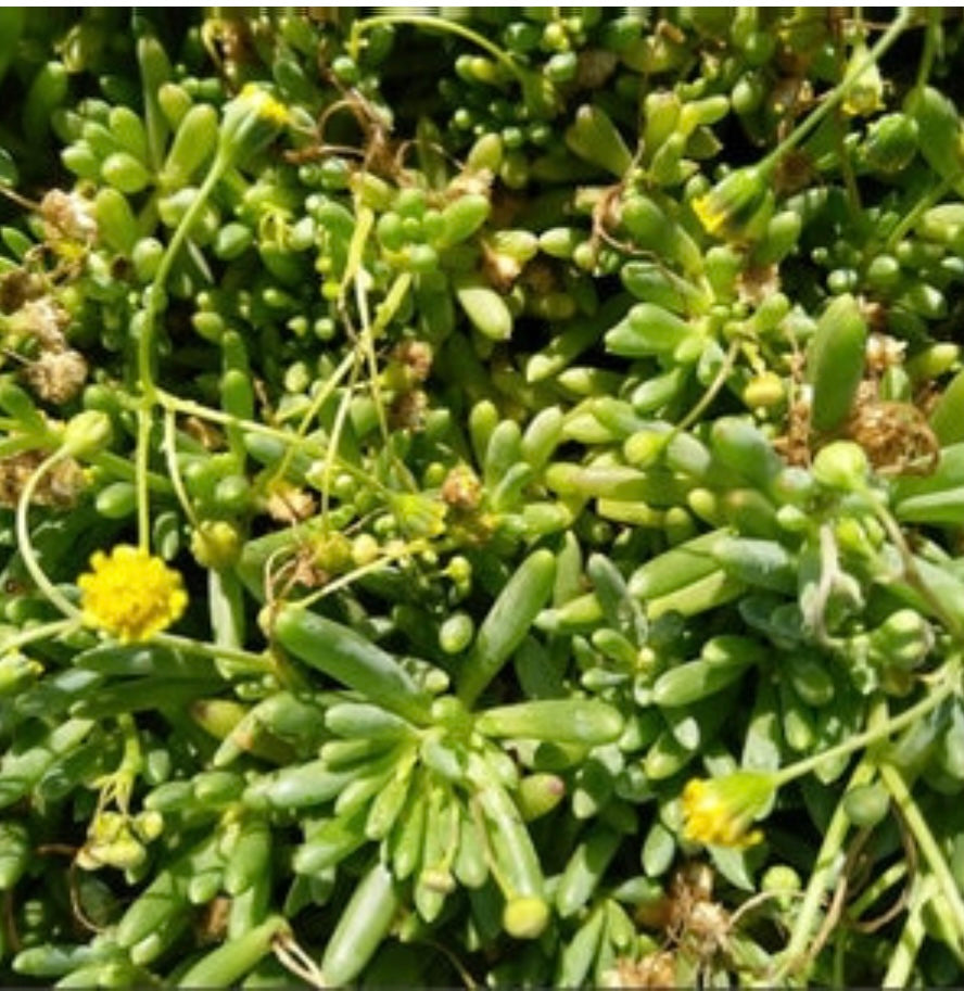 Ruby Necklace Plant