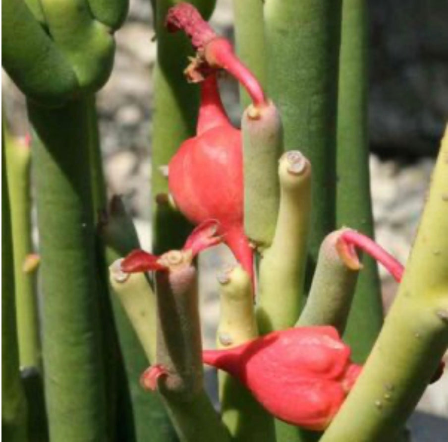 Slipper Plant Pedilanthus Macrocarpus