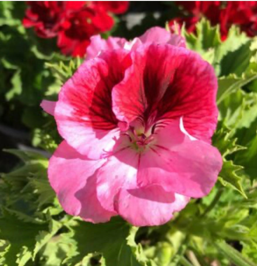 Regal Geranium Plant