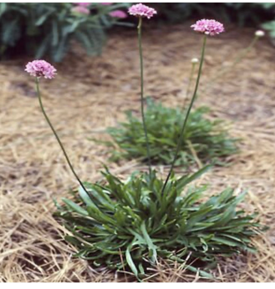 Sea Thrift Plant (1 Gal.)