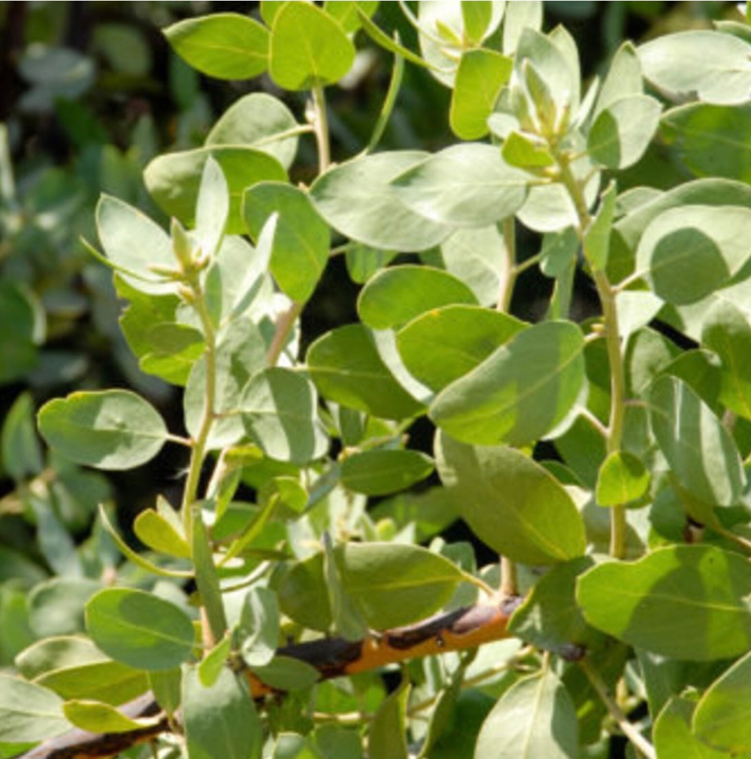 Dr. Hurd Manzanita Tree