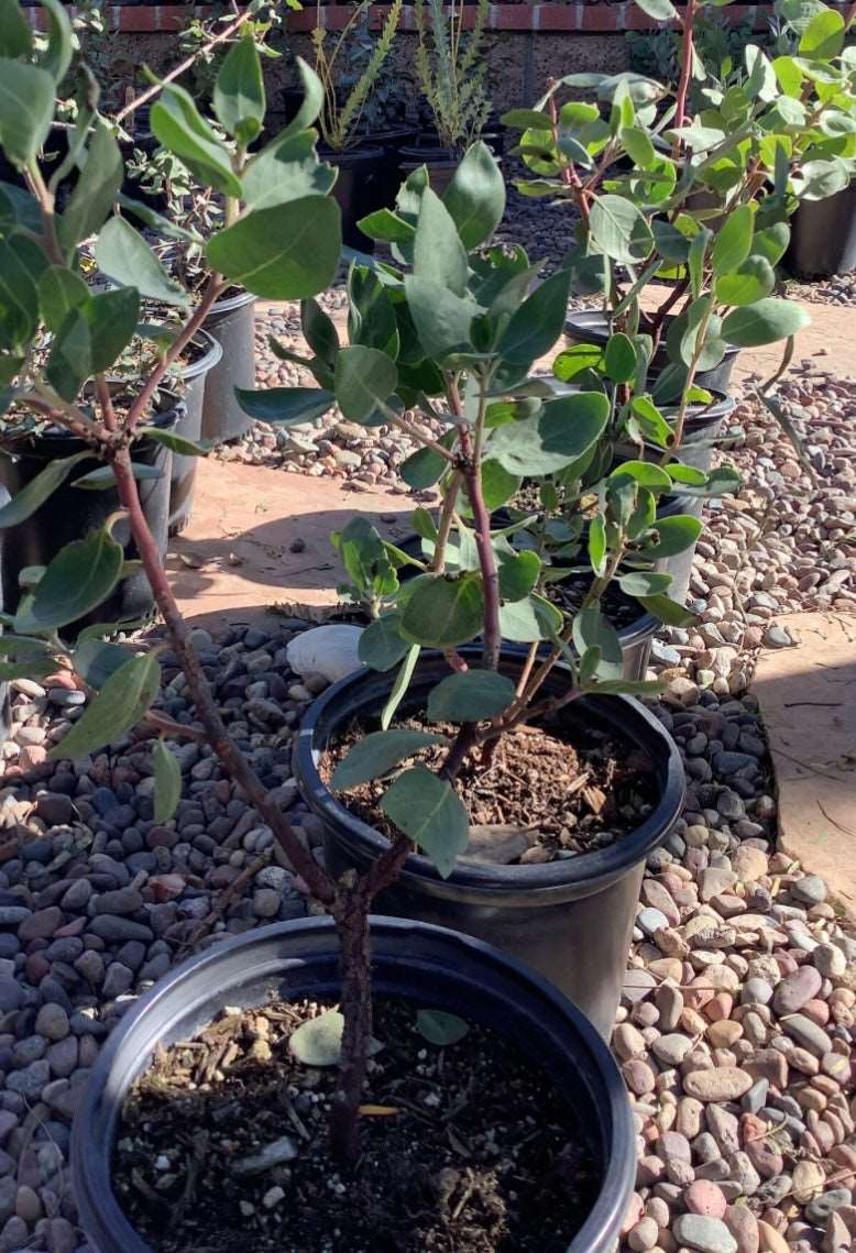 Dr. Hurd Manzanita Tree