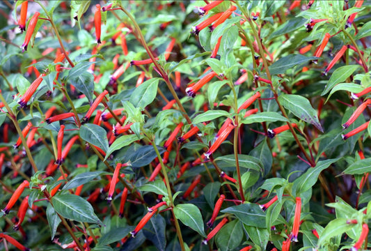 Cigar Plant (1 Gal.)