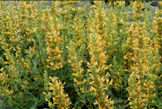 Yellow Hyssop (1 Gal.)