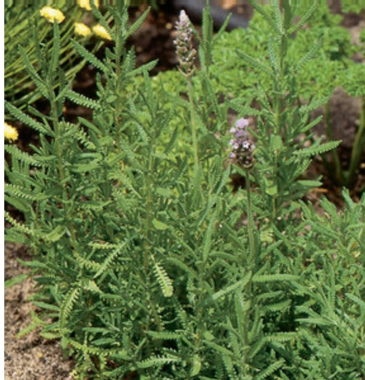 French Lavender Plant