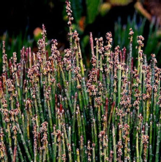Candelilla