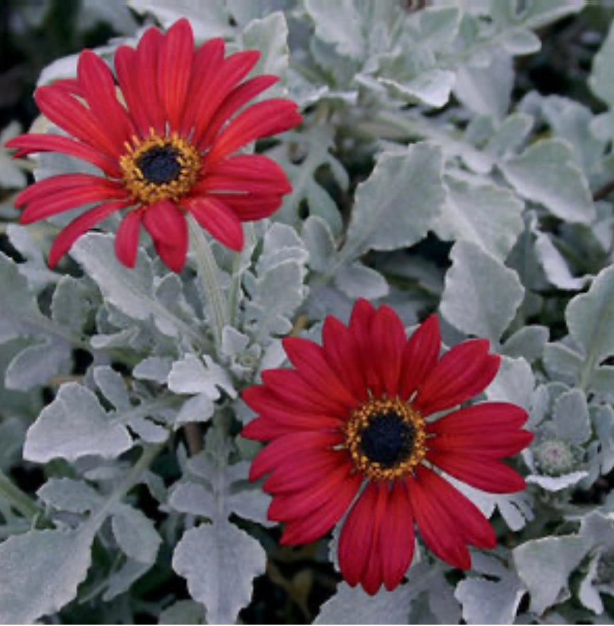 Cherry Frost African Daisy (1 Gal.)