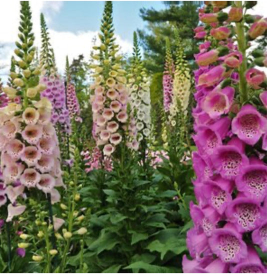 Foxglove Plant