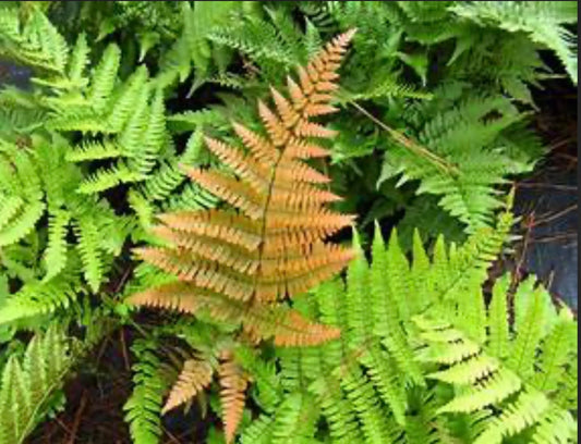 Autumn Fern (1 Gal.)