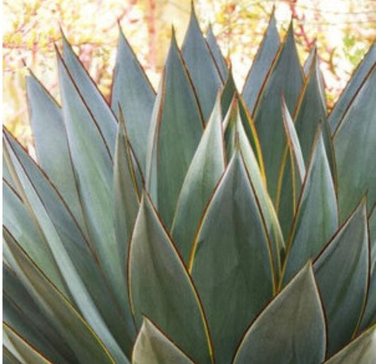 Blue Glow Agave Plant 2 Gallon Size