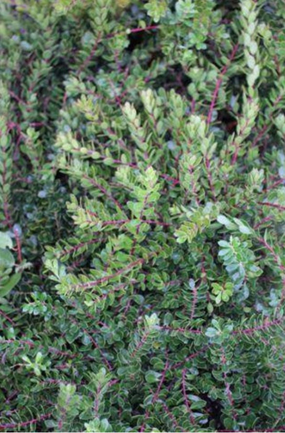 Emerald Carpet Manzanita (1 Gal.)