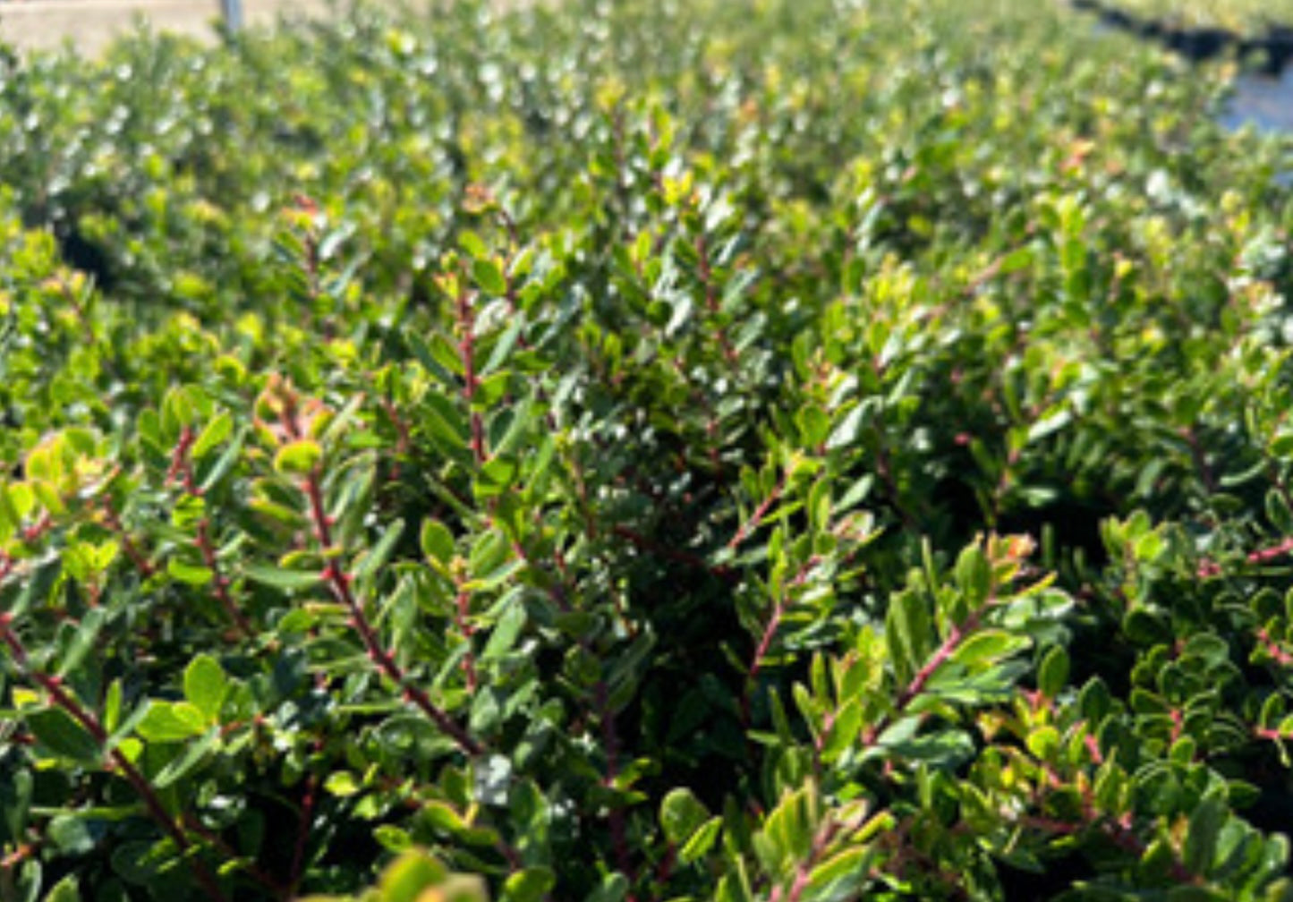 Emerald Carpet Manzanita (1 Gal.)