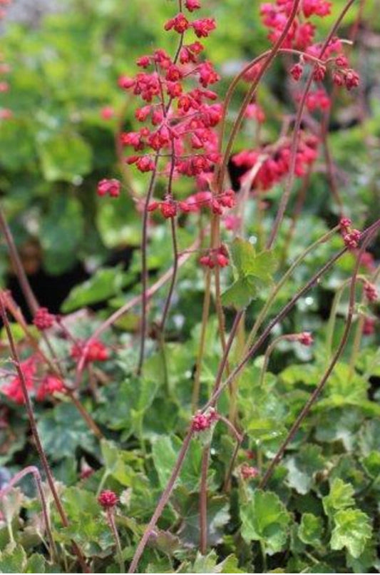 Coral Bells Firefly (1 Gal.)