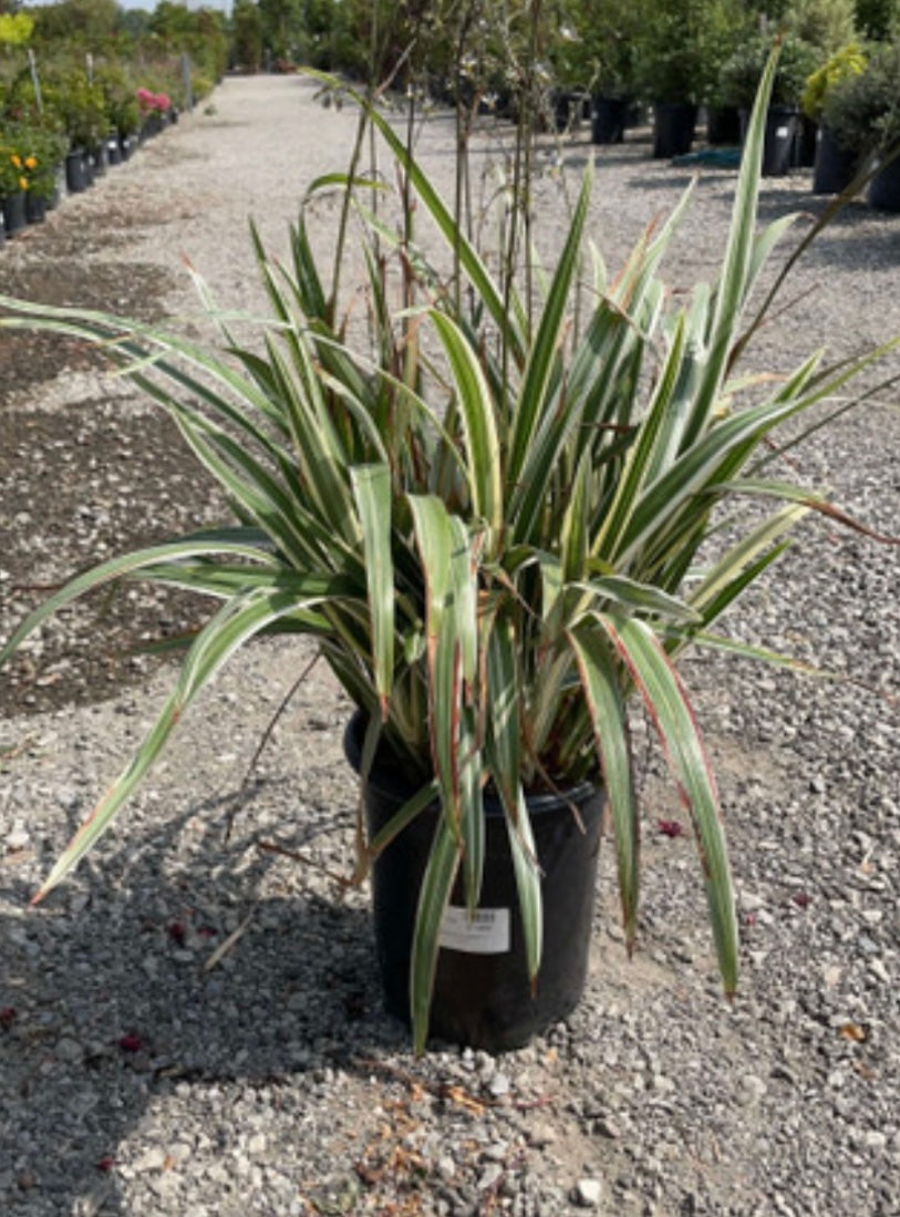 Flax Lily Variegata (1 Gal.)