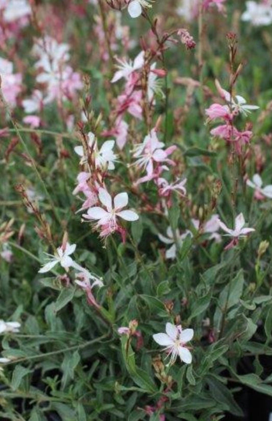 ‘Whirling Butterflies’ Plant (1 Gal.)