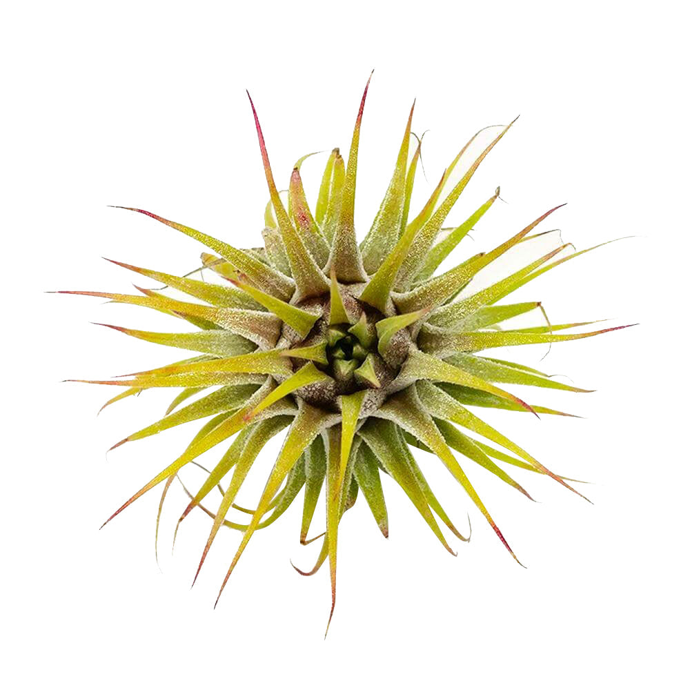 Ionantha Guatemala