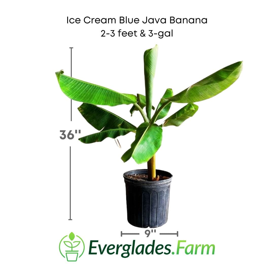 Ice Cream Blue Java Banana Plant
