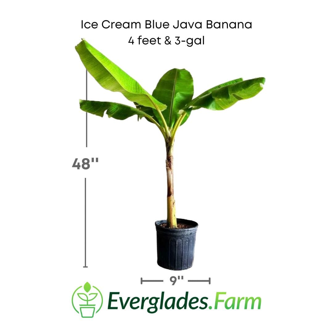 Ice Cream Blue Java Banana Plant