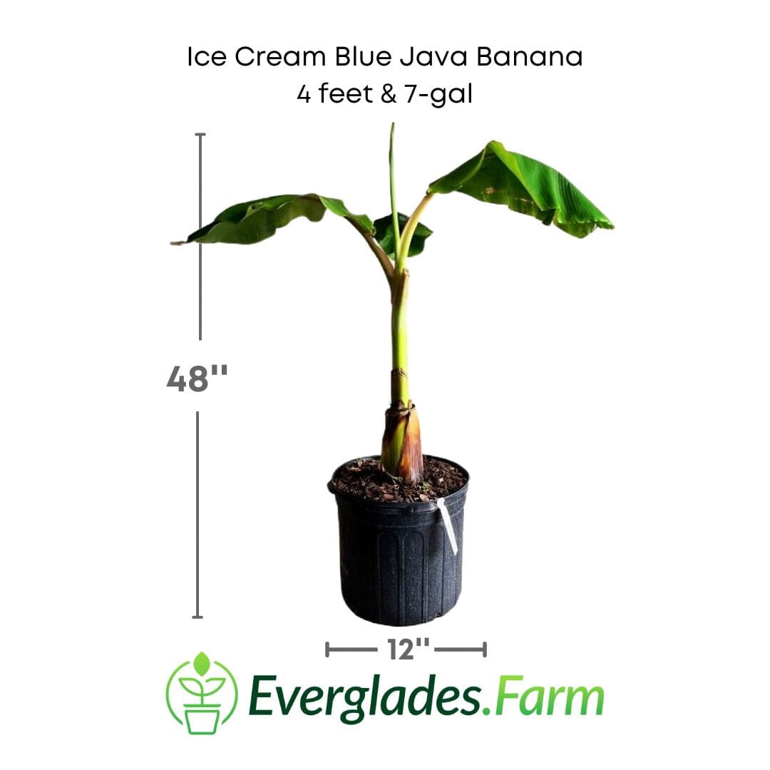 Ice Cream Blue Java Banana Plant