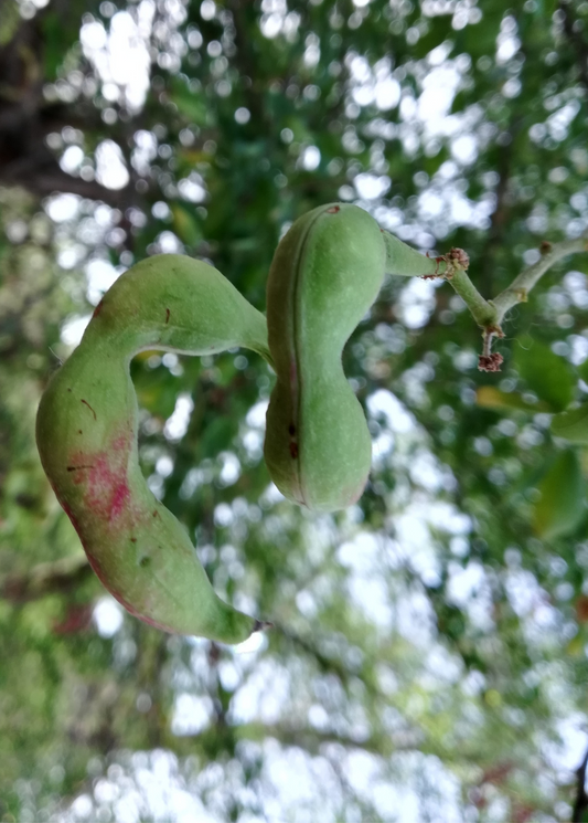 Inga Acu (Inga cinnamomea)