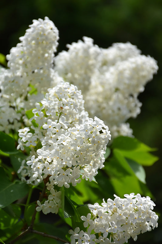 Lilac 'Betsy Ross'